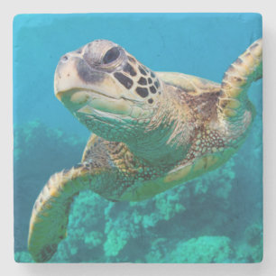 Posavasos De Piedra Tortuga de mar verde que nada sobre el arrecife de