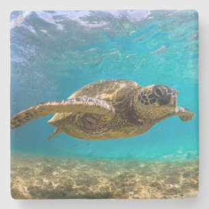 Posavasos De Piedra Tortuga de montaña rusa de piedra