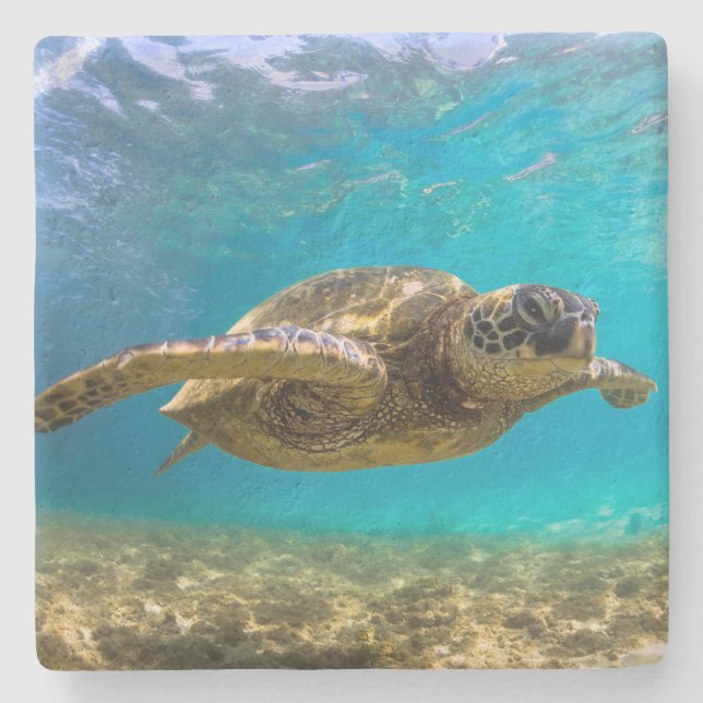 Posavasos De Piedra Tortuga de montaña rusa de piedra (Anverso)