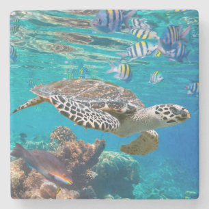 Posavasos De Piedra Tortuga marina y peces