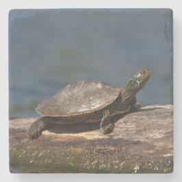 Posavasos De Piedra Tortuga pintada en un tronco