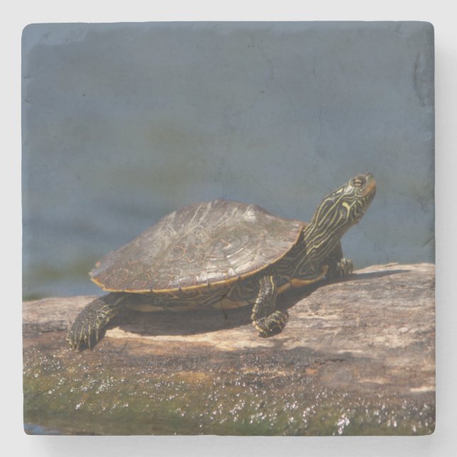 Posavasos De Piedra Tortuga pintada en un tronco (Anverso)