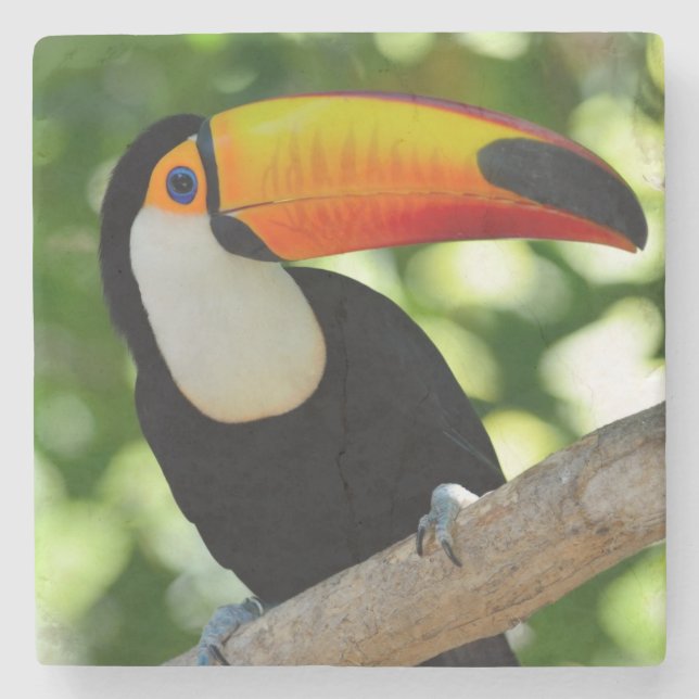 Posavasos De Piedra Toucan (Anverso)