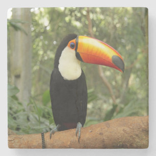 Posavasos De Piedra Toucan en la rama del árbol