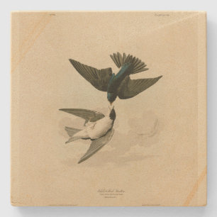 Posavasos De Piedra Tragar (Árbol) con vientre blanca - Las aves de Au