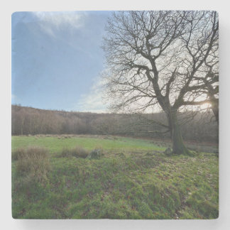 Posavasos De Piedra Tree view..
