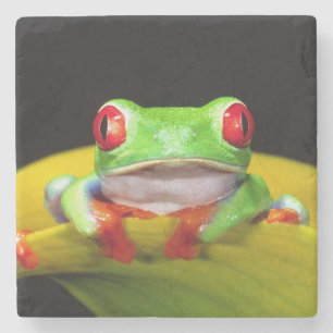 Posavasos De Piedra Treefrog de ojos rojos, calidryas agalychinis, nat