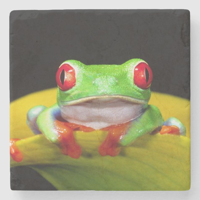 Posavasos De Piedra Treefrog de ojos rojos, calidryas agalychinis, nat (Anverso)