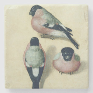 Posavasos De Piedra Tres estudios de un bullfinch
