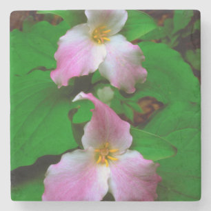 Posavasos De Piedra Trilium flor silvestre