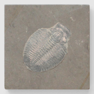 Posavasos De Piedra Trilobite Fossil
