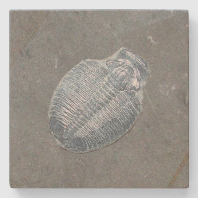 Posavasos De Piedra Trilobite Fossil (Anverso)