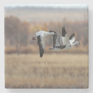 Posavasos De Piedra Trío De Geese