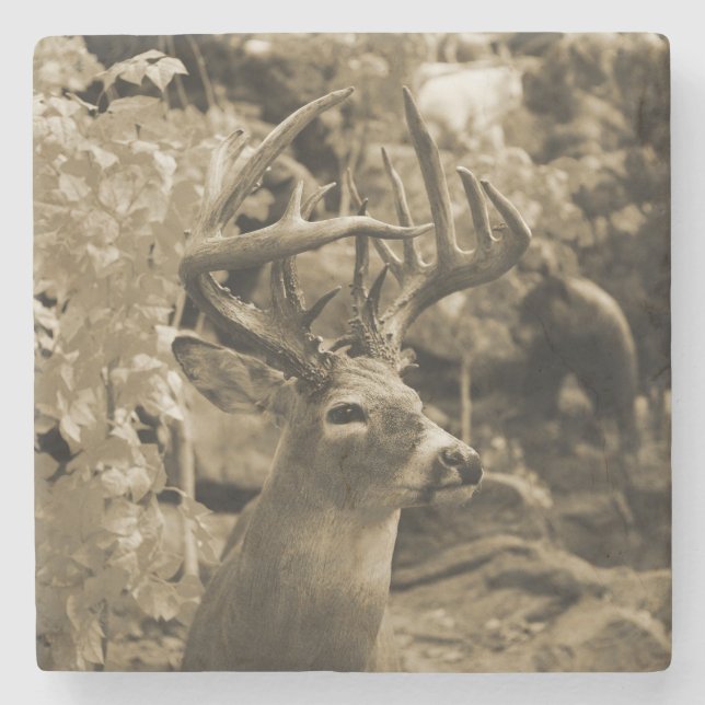 Posavasos De Piedra Trophy Deer (Anverso)