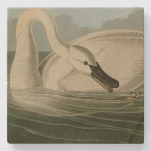 Posavasos De Piedra Trumpeter Swan - de los pájaros de Estados Unidos