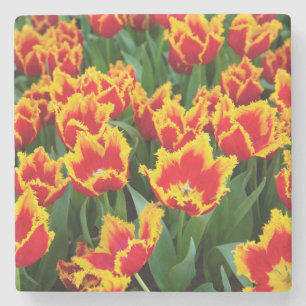Posavasos De Piedra Tulipa Fabio, Keukenhof, Países Bajos