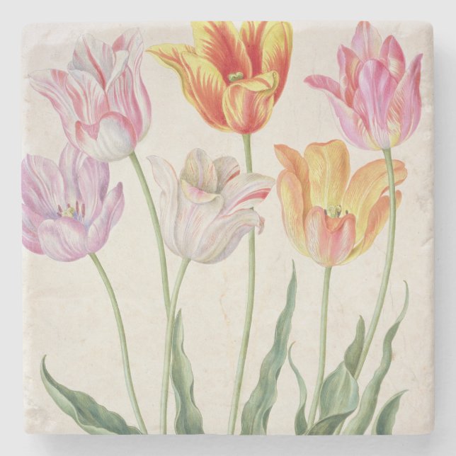 Posavasos De Piedra Tulipanes, del "Florilegium de Nassau" (w/c en (Anverso)