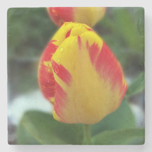 Posavasos De Piedra tulipanes rojos amarillos