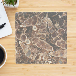Posavasos De Piedra Turritella Agate Fossils Stone Coaster