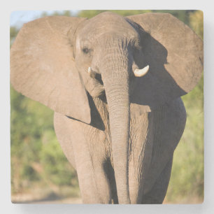 Posavasos De Piedra Un elefante africano (Loxodonta Africana) camina