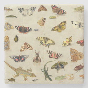 Posavasos De Piedra Un estudio de insectos