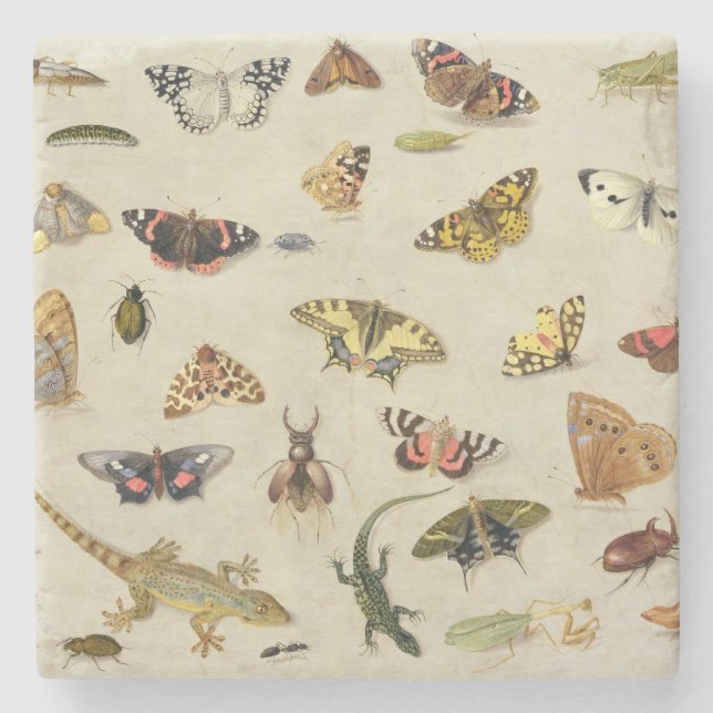 Posavasos De Piedra Un estudio de insectos (Anverso)