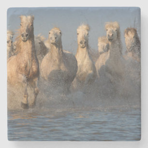 Posavasos De Piedra Un grupo de caballos blancos en la región de