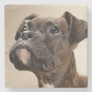 Posavasos De Piedra Un perrito Brindle del boxeador que mira para