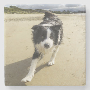 Posavasos De Piedra Un perro del border collie que corre en la playa