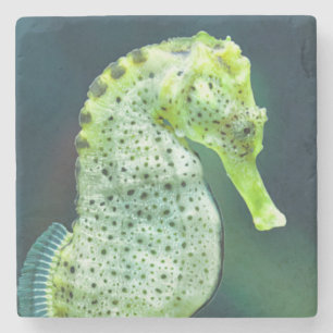 Posavasos De Piedra Un Seahorse hermoso de Knysna