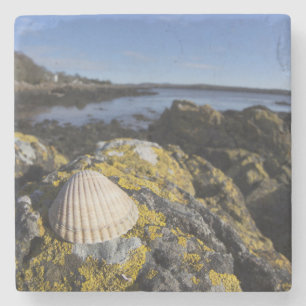 Posavasos De Piedra Un Seashell se sienta en una roca el Dumfries,