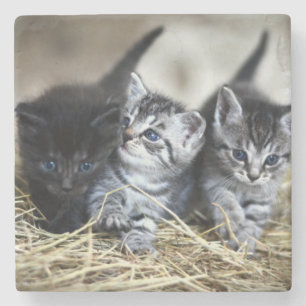 Posavasos De Piedra Un trío de gatitos nesselados juntos