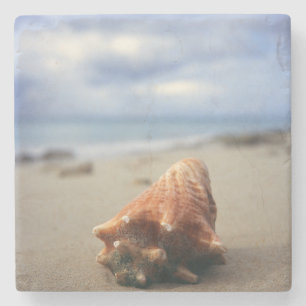 Posavasos De Piedra Una concha Shell en el St. Croix, Usvi de la playa