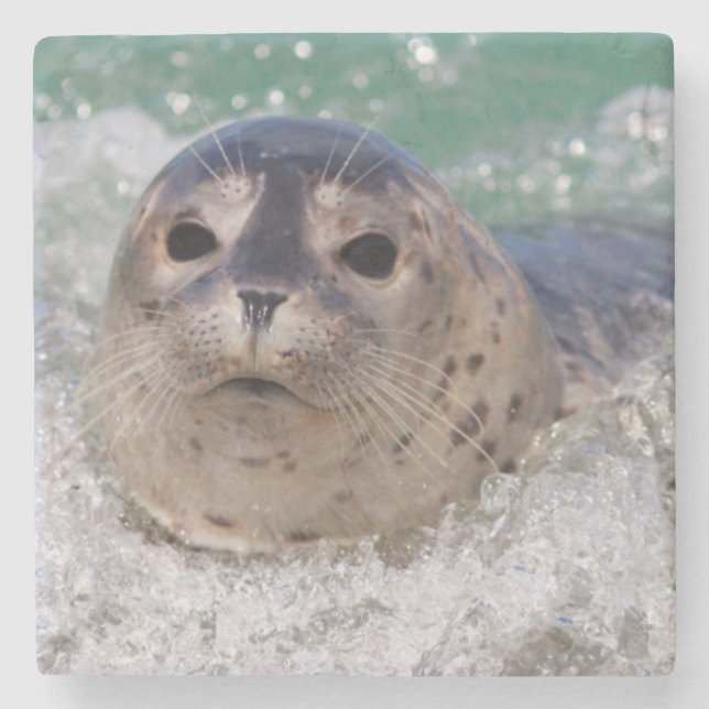 Posavasos De Piedra Una cría de foca surfeando (Anverso)