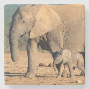 Posavasos De Piedra Una madre y cría de elefante africano en movimient