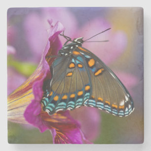 Posavasos De Piedra Una mariposa cola de golondrina