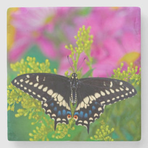 Posavasos De Piedra Una Mariposa Cola de Golondrina Aterrizando