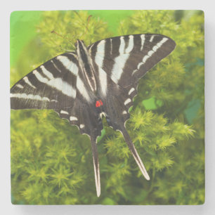 Posavasos De Piedra Una mariposa cola de golondrina norteamericana
