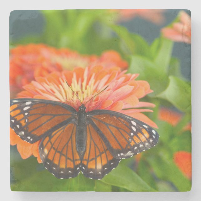 Posavasos De Piedra Una mariposa viceroy sobre el Naranja Zinnias (Anverso)
