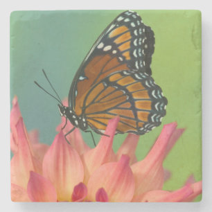 Posavasos De Piedra Una mariposa virrey en una Zinnia