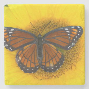 Posavasos De Piedra Una Mariposa Virrey   Limenitis Archippus