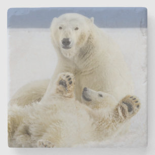 Posavasos De Piedra Una osa polar y su cría juegan en la nieve