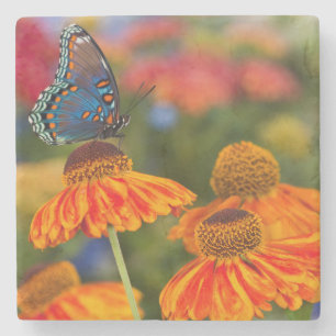 Posavasos De Piedra Una Papilio troilus, Papilio troilus