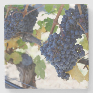 Posavasos De Piedra uvas del pinot negro