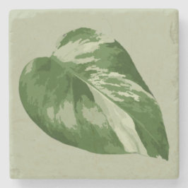 Posavasos De Piedra Variegated Monstera Leaf – Real Plant Art