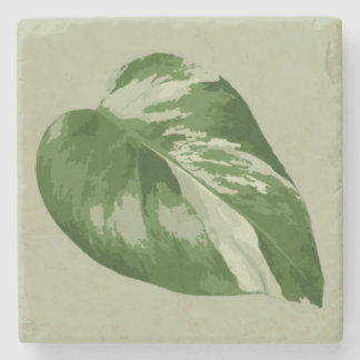 Posavasos De Piedra Variegated Monstera Leaf – Real Plant Art