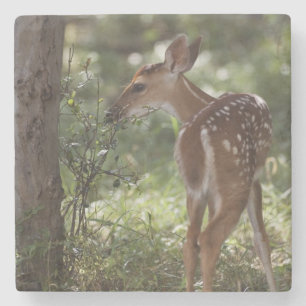 Posavasos De Piedra Venado de cola blanca, Odocoileus virginianus
