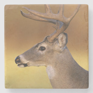 Posavasos De Piedra Venado de cola blanca, Odocoileus virginianus,