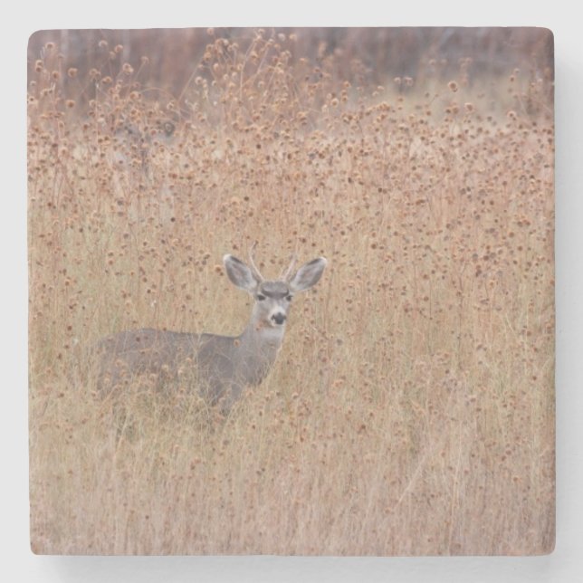 Posavasos De Piedra Venado en la pradera (Anverso)