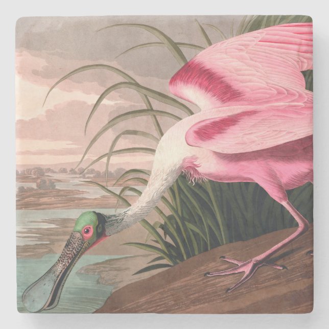 Posavasos De Piedra Vida silvestre de los pájaros roseados Spoonbill A (Anverso)